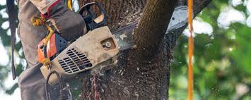  Charlotte Park, FL Tree Removal Pros