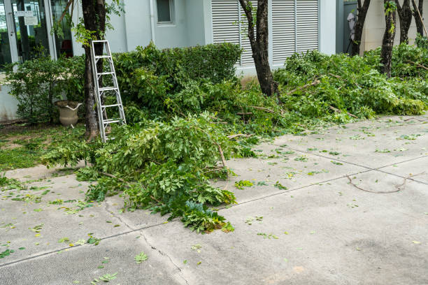 Best Pest Control for Lawns  in Charlotte Park, FL