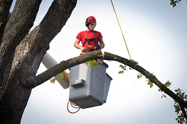 Best Tree Trimming and Pruning  in Charlotte Park, FL