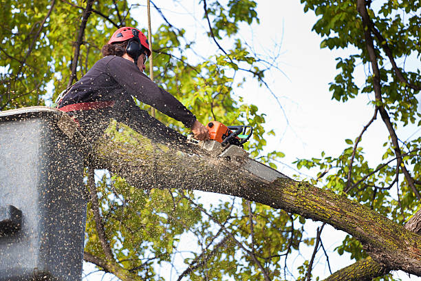 Best Hazardous Tree Removal  in Charlotte Park, FL