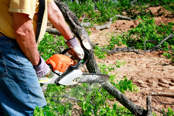 Best Tree Maintenance Programs  in Charlotte Park, FL